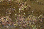 Spoonleaf sundew